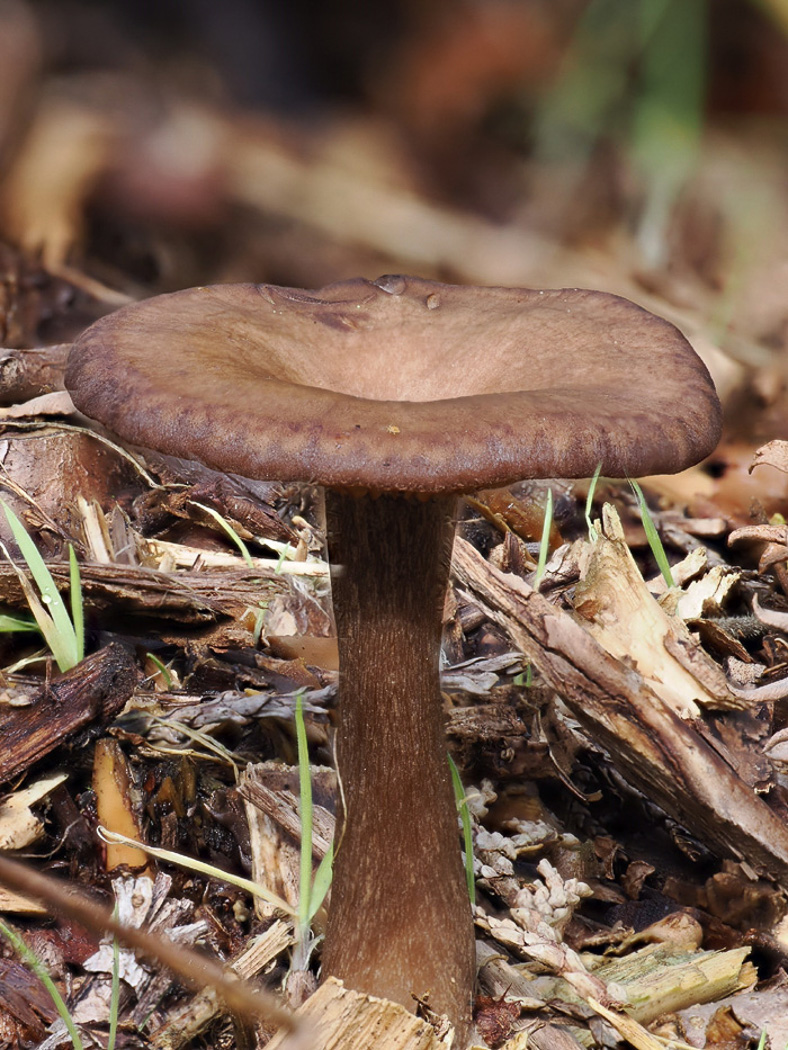 Photo by Claire Williams Pseudoclitocybe cyathiformis by Claire Williams